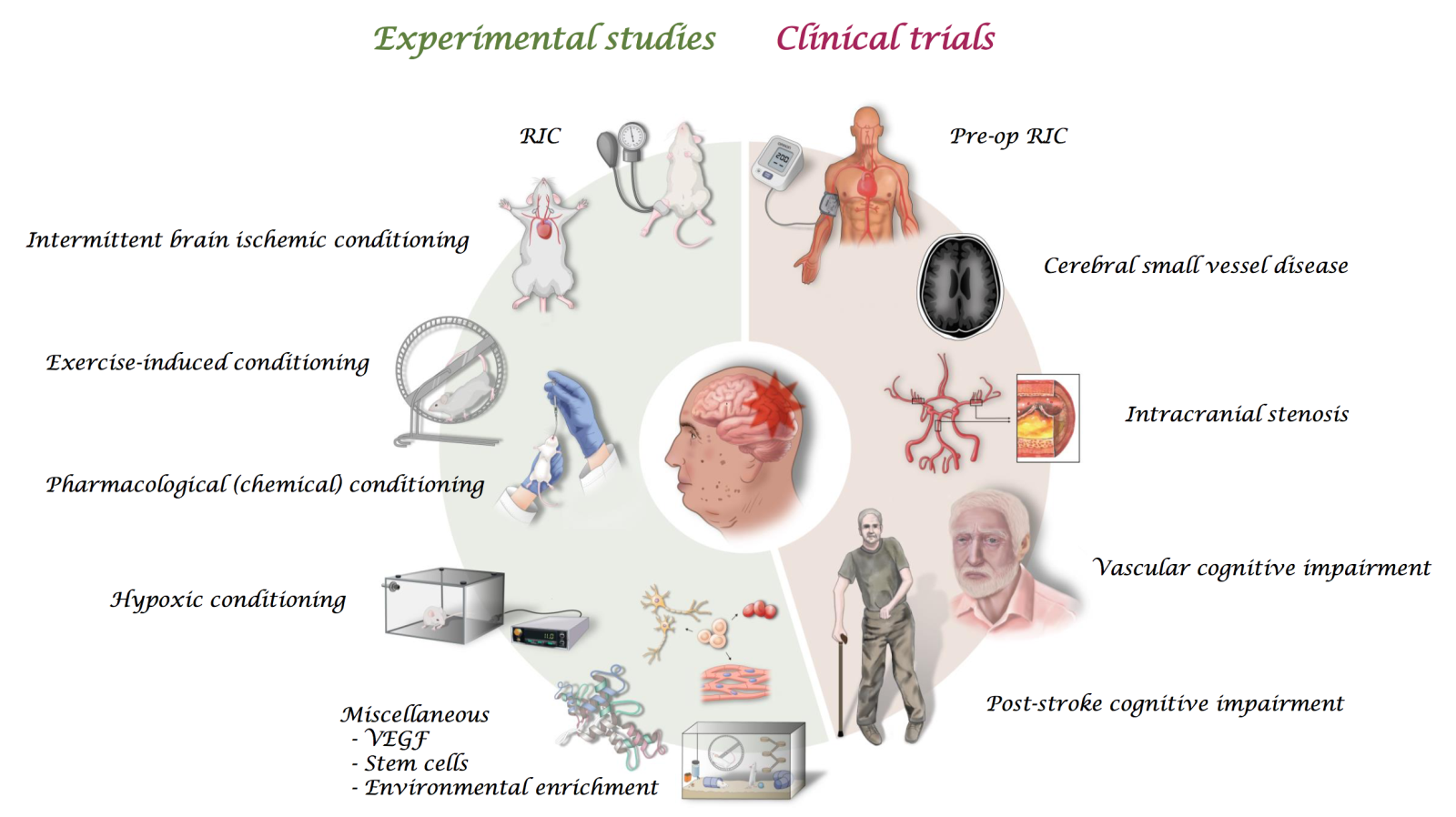 Conditioning Against Cognitive Impairment Present Evidence And Future 